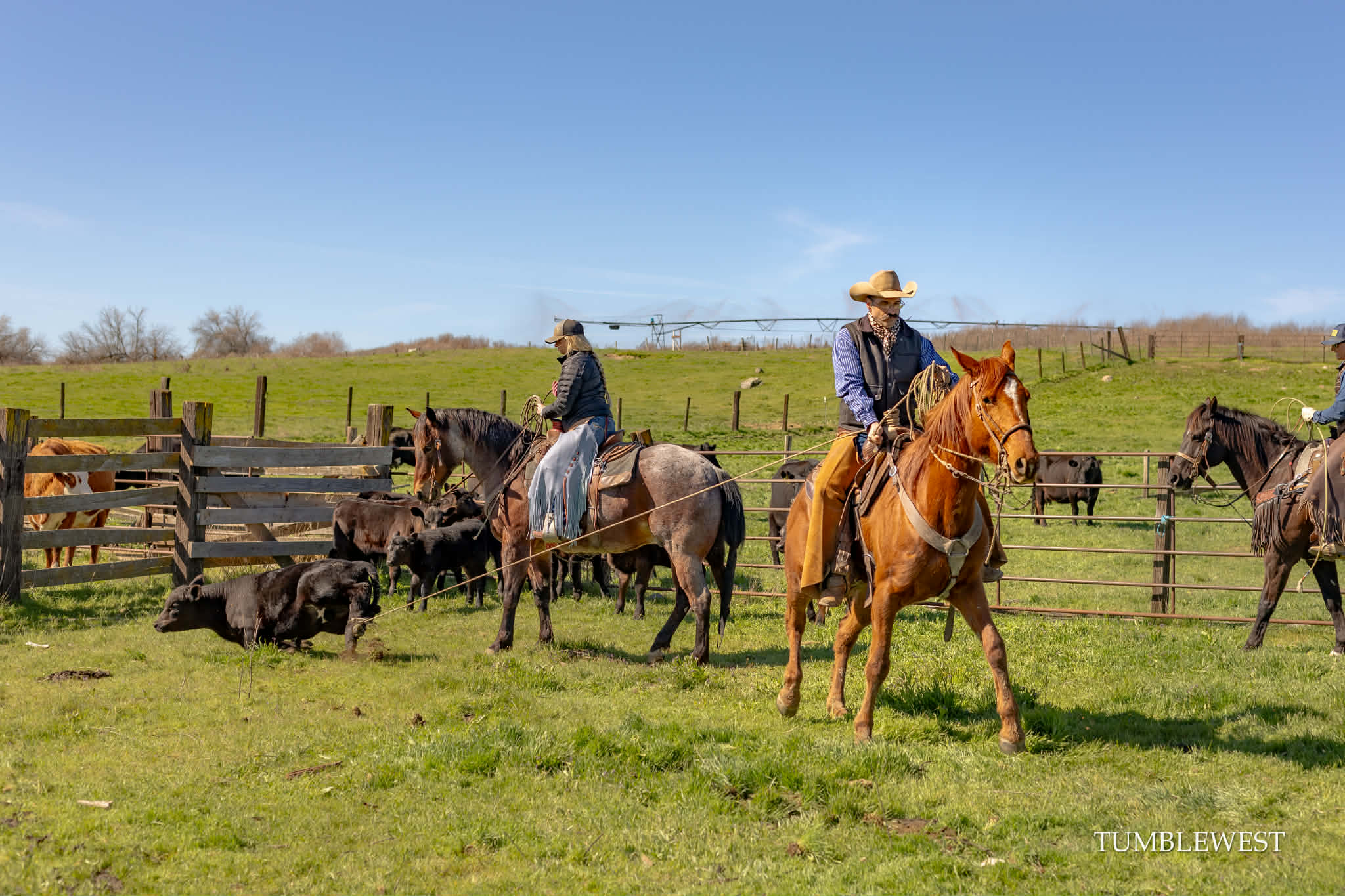 Eddie and riders working cattle on horseback at a ranch horse clinic